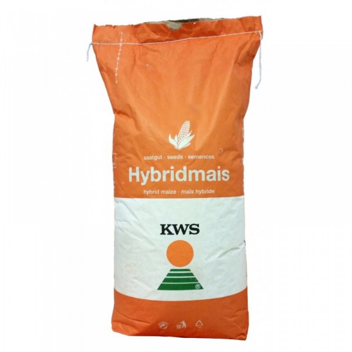 Seminţe Porumb KWS 4484