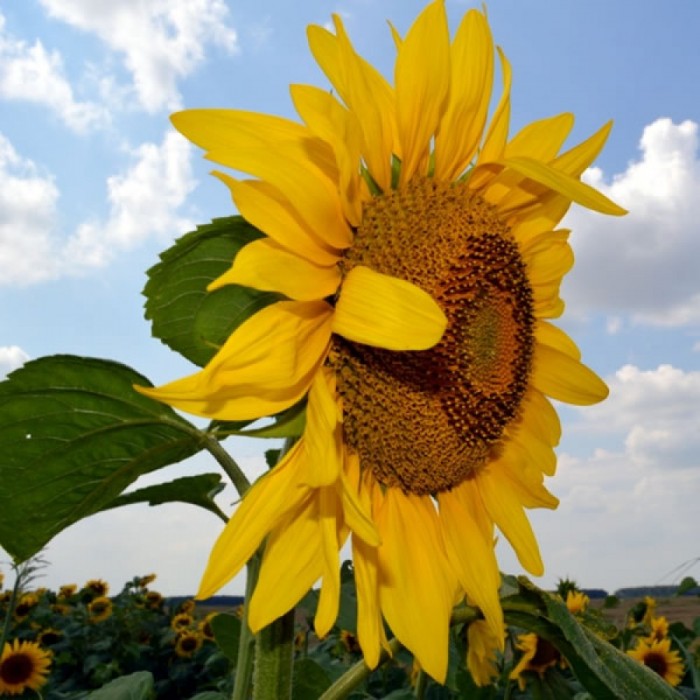 Pachet Seminţe Floarea Soarelui Rustica + Erbicide