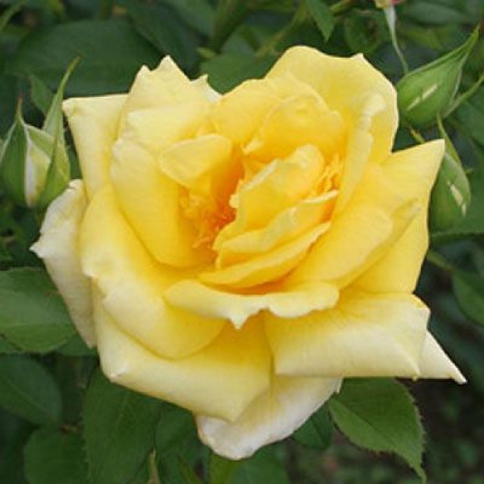 Trandafir Landora