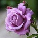 Trandafir Mov Sissi
