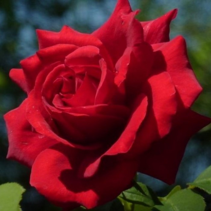Trandafir Duftzauber