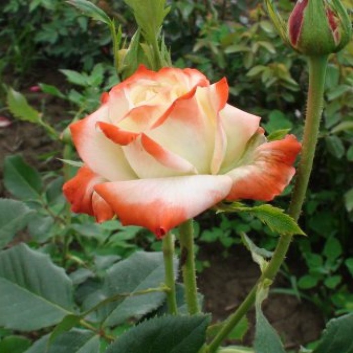 Trandafir Printesa Kaiserin Farah